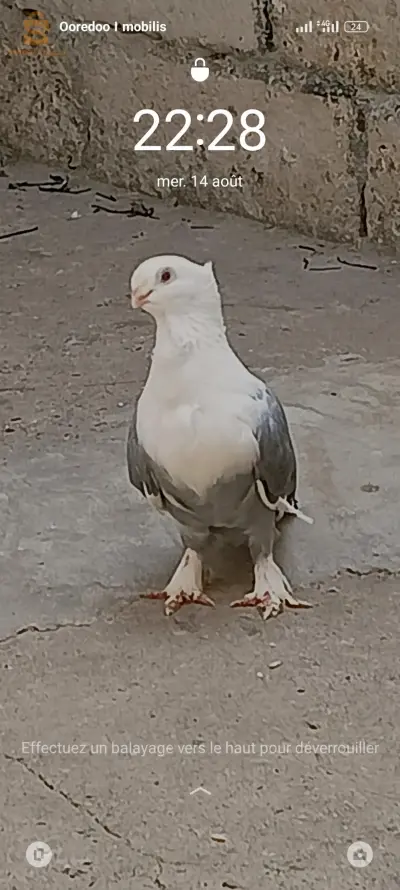 براقي