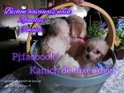 canich Bichon Havanais nain