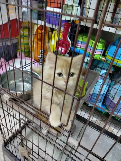قطط شنشيلا هيمالايا