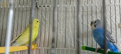 كوبل بيريش واجد بلا كاجة