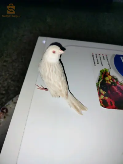 ام البواقي
