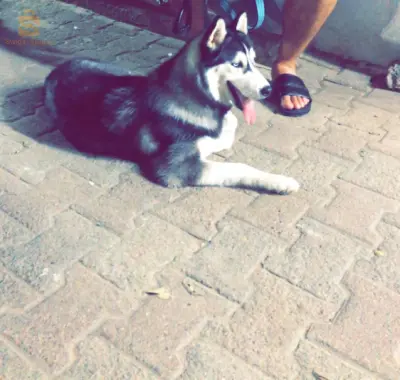 كلب هاسكي