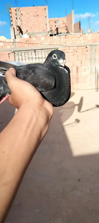 بيع 2حمام