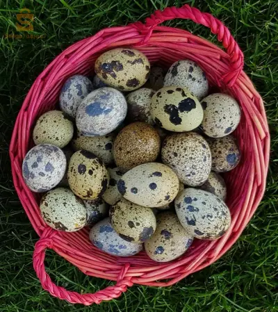 بيض السمان المخصب