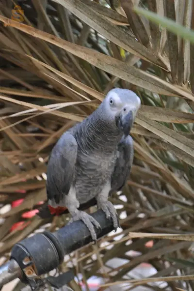 Perroquet gabonais