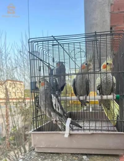 سلاع  شابا