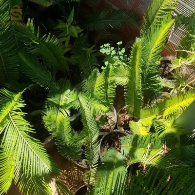 Cycas
