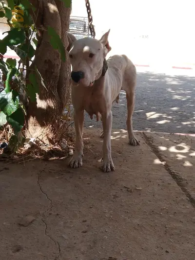 dog arjontin