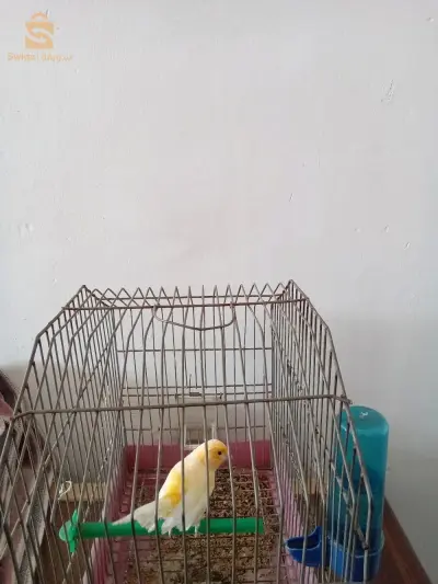 تيبازة