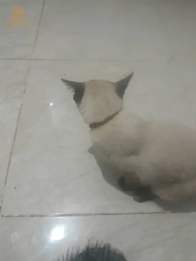 قط للبيع