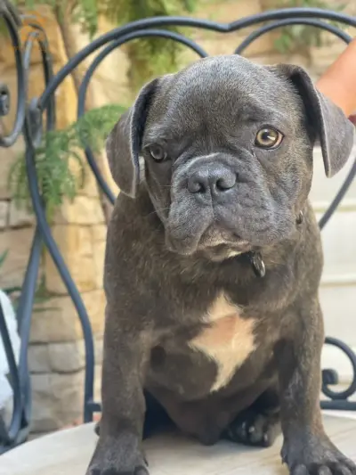 bulldog français