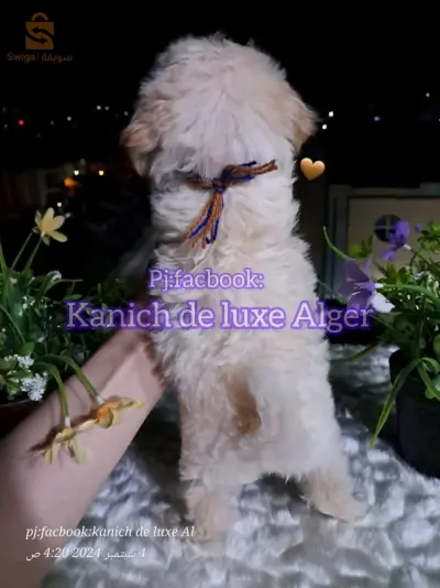 canich Bichon Havanais nain