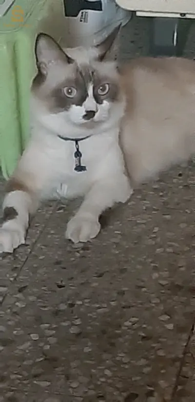 للتبني