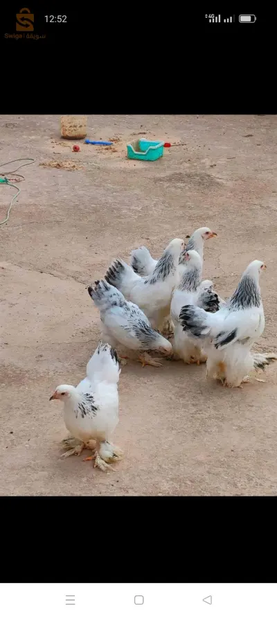 برهما ارميني