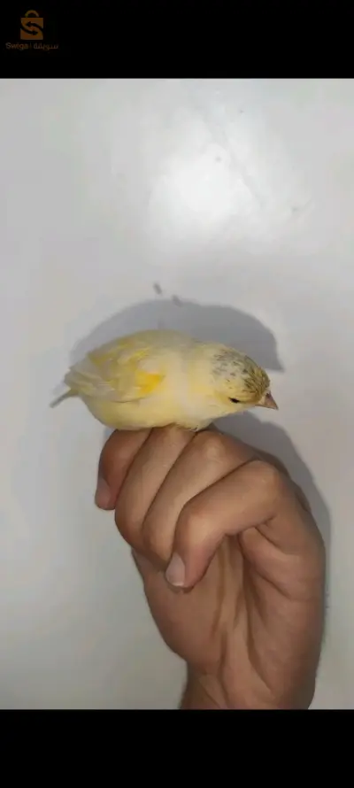تنثى