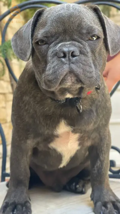 Bulldog  français