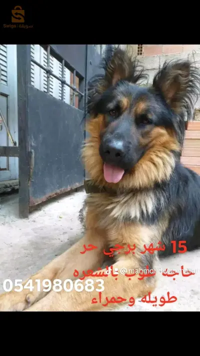 حاجه طوب