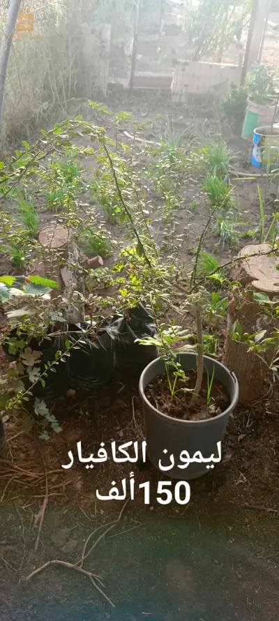 plants