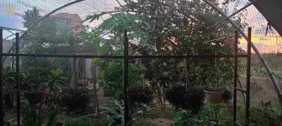 plants