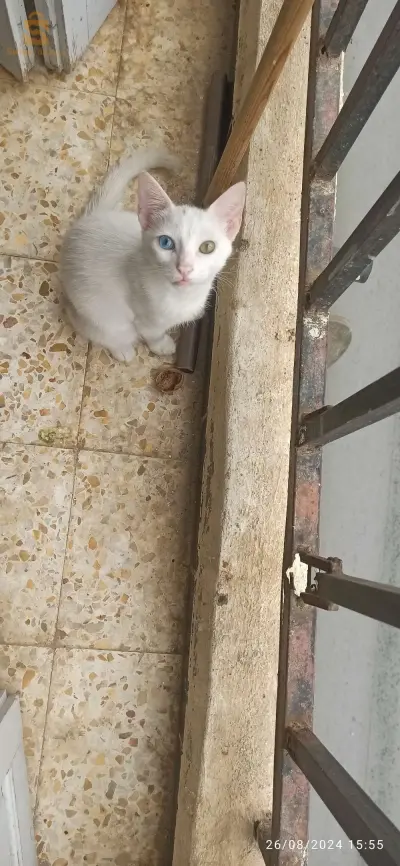 قط نوع اونقورا للبيع، ممكن التبادل ب قطة من نفس النوع❤️