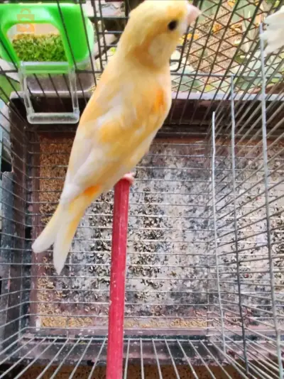 Deux jeunes canaries ( mal + femelle ) 🐦