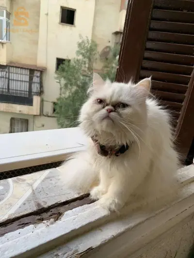 Persan blanc