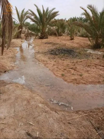 جنان نخيل