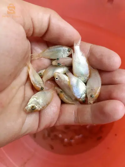 صغار أسماك البلطي الأحمر
