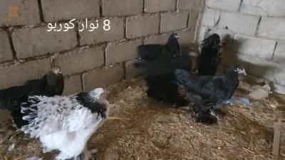 دجاج براهما للبيع بسعر مغري جدا