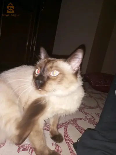 قط سيامو