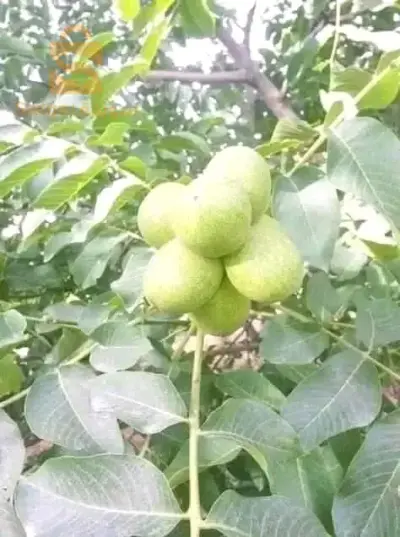 0551635884