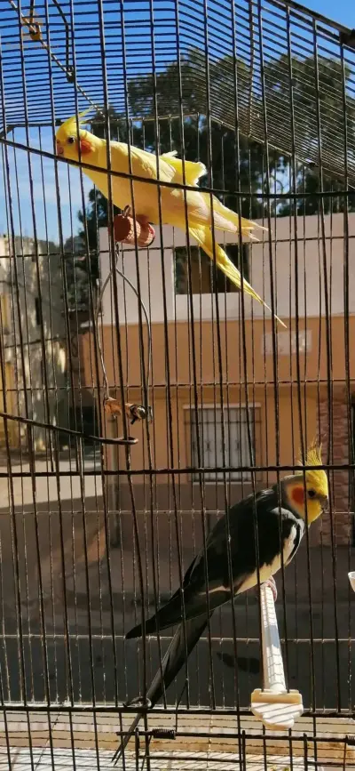 Oiseau