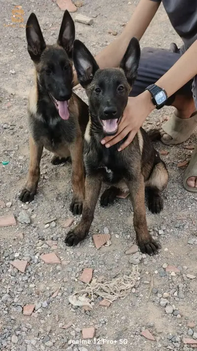 2 فمال مالينو 4 اشهر كامل ليفاكسا