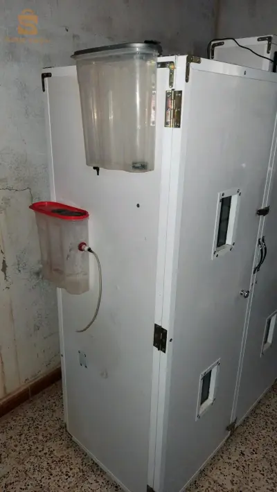 فقاسة بيض