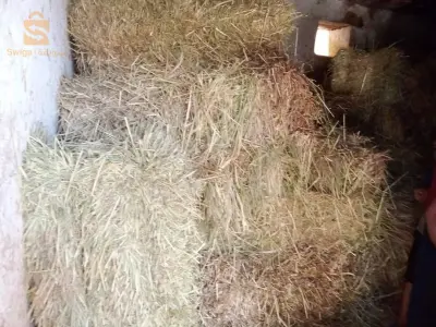 خرطان حر مزروع بوطة كبيرة الله يبارك