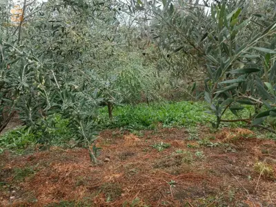 الخروب