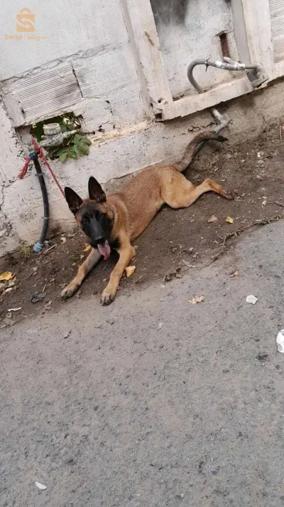 malinois rass pure