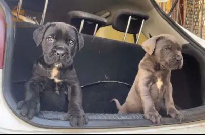 cane corso