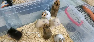 hamster syrien à poil long