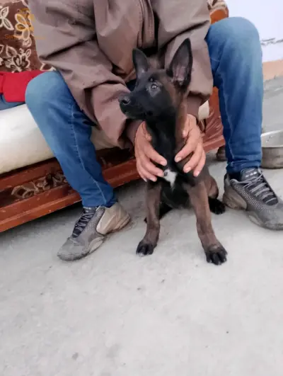 Femala malinwa 3moi llbi3 makan bejaia souma 30000 
Nimre 0776099669