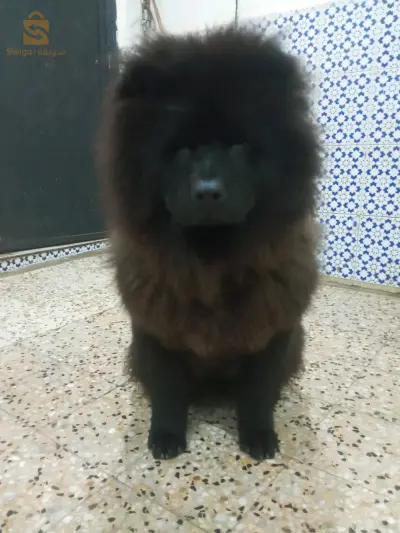 chow-chow