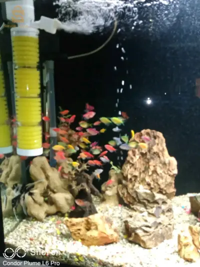Service d'entretien et de nettoyage de vos précieux Aquarium et Poissons