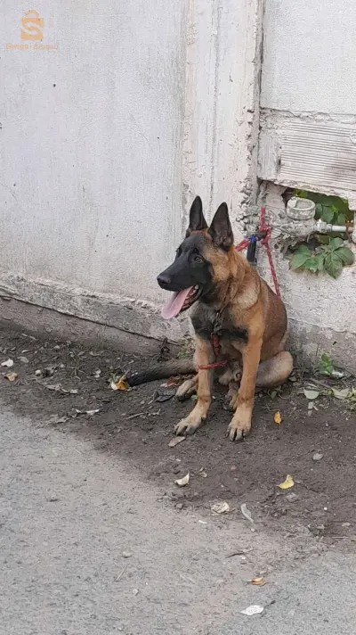 malinois rass pure