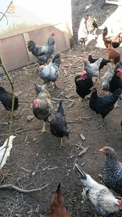 دجاج عرب