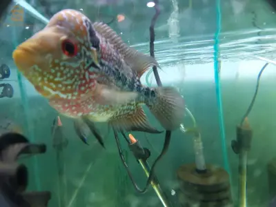 Poissons, Aquarium, équipements et accessoires disponible