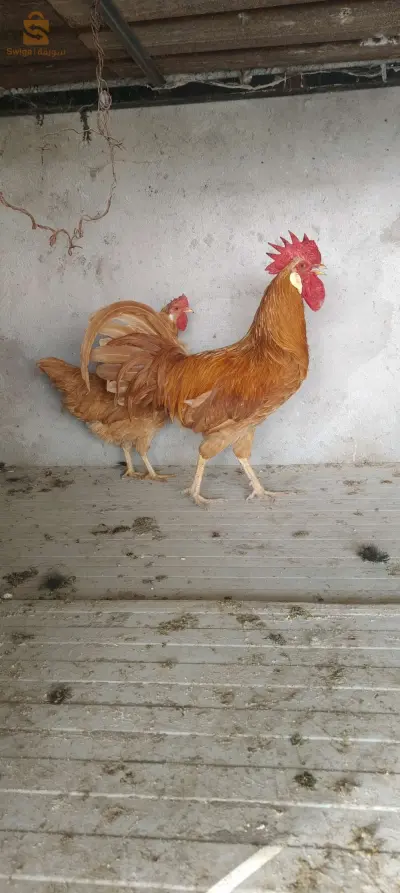 كوبلا ليجهورن فوف