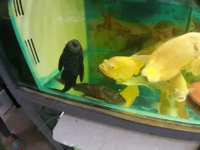 Service d'entretien et de nettoyage de vos précieux Aquarium et Poissons