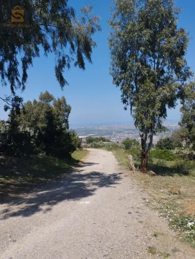 terrain