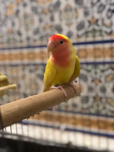 كوبالا روز بالبيض نومارومو