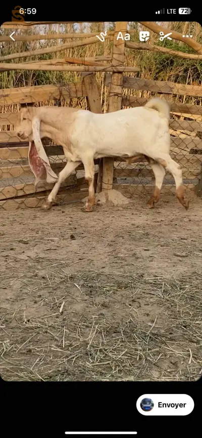 جدي حجازي اصلي ماشاءالله
